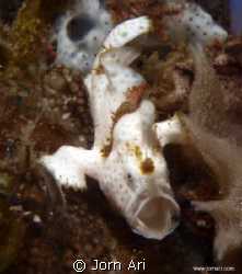 Say Ahhh.
10 mm Frogfish with open mouth.
More photos: ... by Jorn Ari 